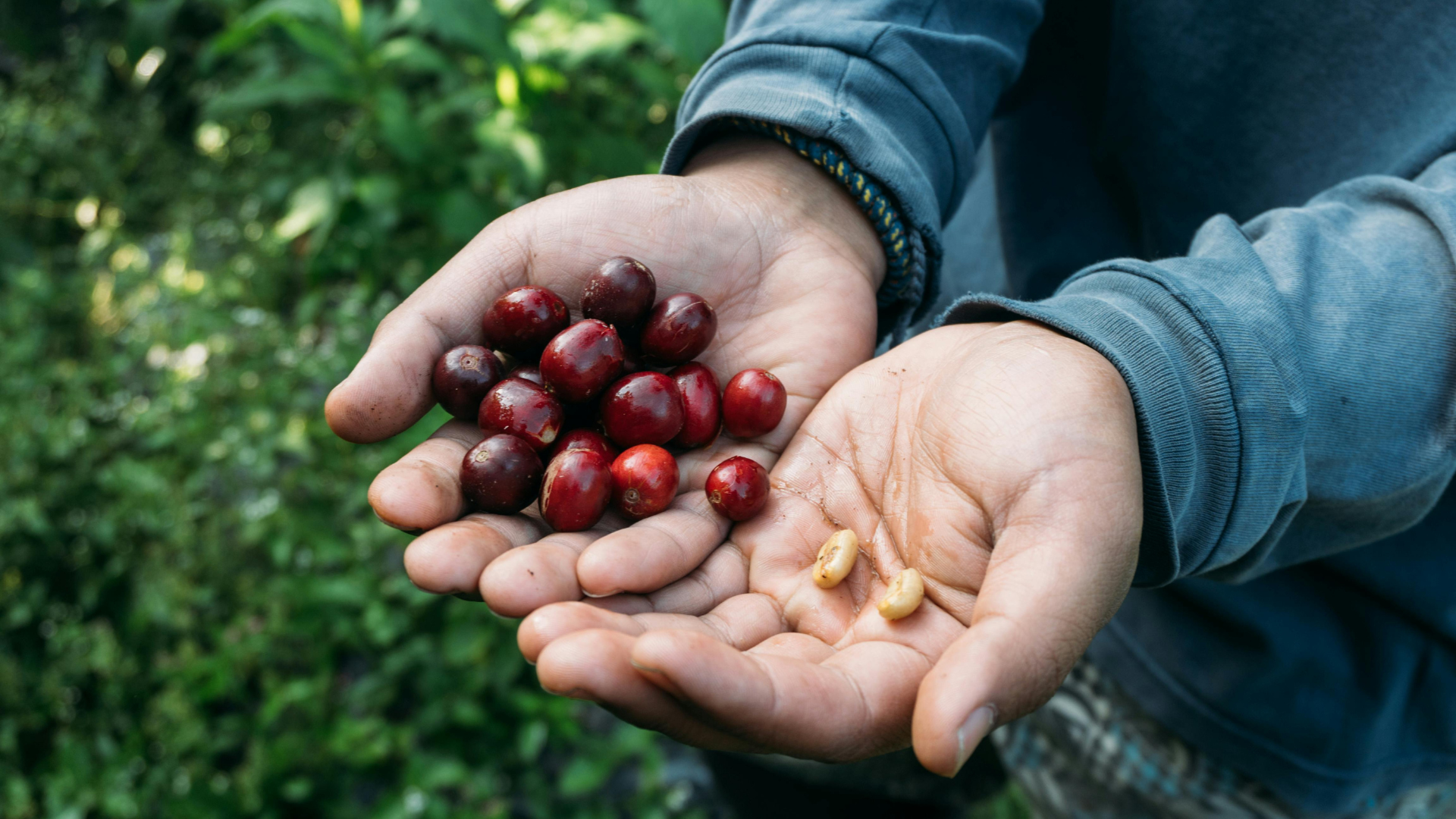 Co2 Coffee Roasters